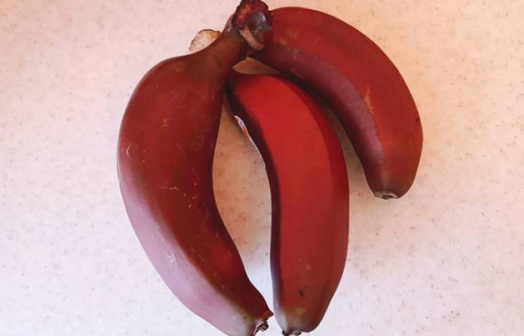 В Ужгороді продають малинові банани (ФОТ…