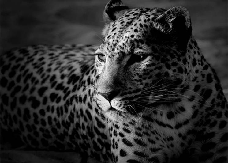 В Абхазії вбили леопарда, який потрапив…