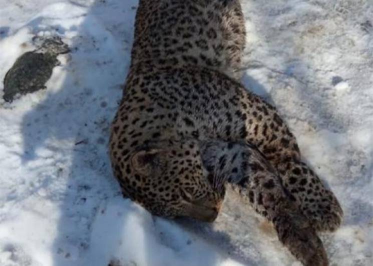 В Абхазії браконьєри вбили леопарда Кілл…