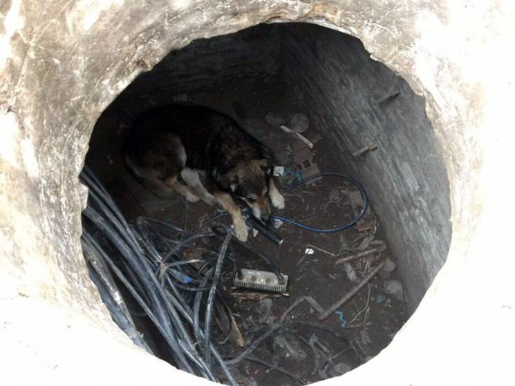 У центрі Дніпра пожежні врятували собаку…