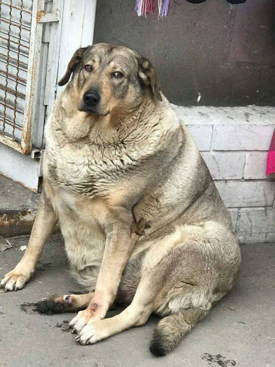В Днипре спасают толстую собаку-бездомно…