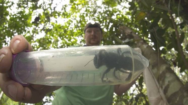 Фотограф знайшов бджолу-гіганта, яку 40…