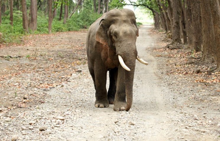 В Таиланде озабоченный слон изнасиловал…
