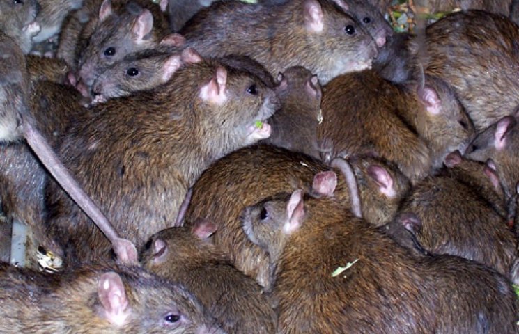 Крысы заполонили пляж в Таиланде…