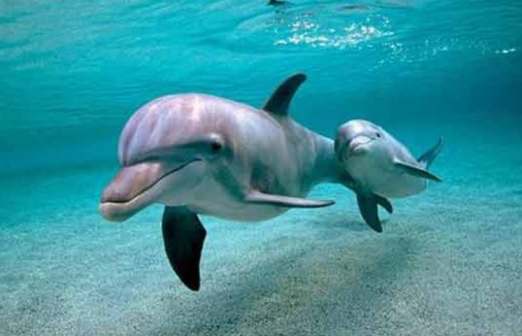 Одеський водолаз прийняв пологи у дельфі…