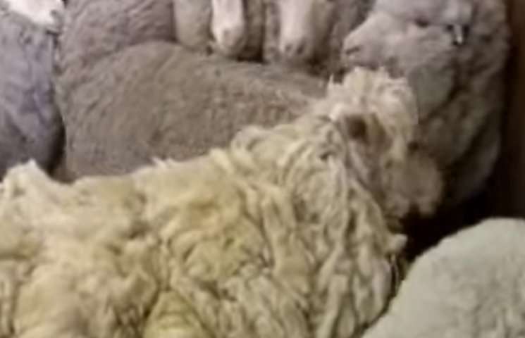 В Австралии нашли овцу, которая заблудил…