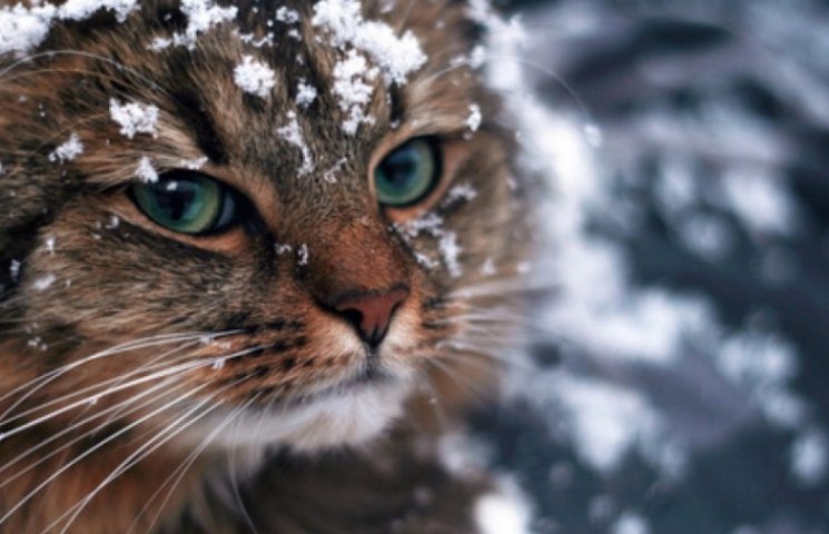 В Одесі голодні коти перекрили дорогу…