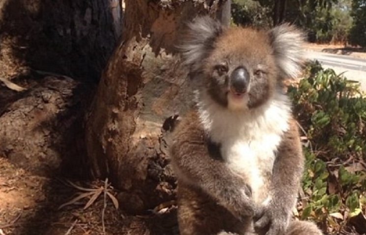Як загублена коала зупинила рух на дороз…