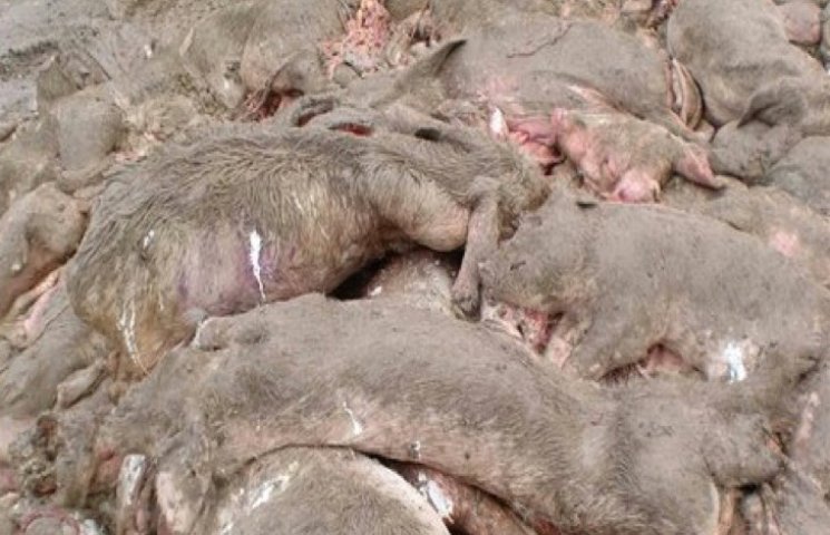 На Тернопільщині мертвими свинями таки з…