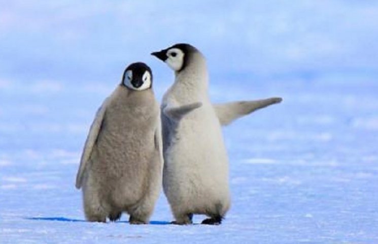 Кумедне відео про те, як сміється пінгві…