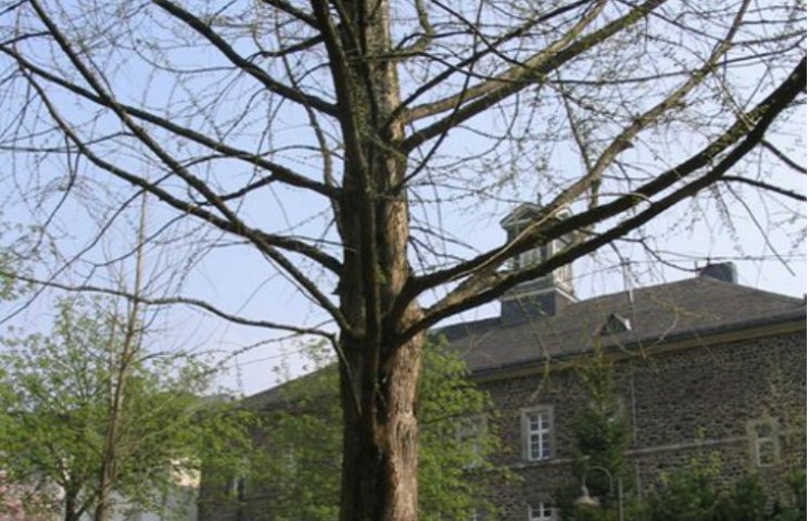 У Полтаві росте унікальне дерево родом з…