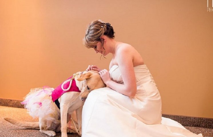 Как служебная собака успокаивала невесту…