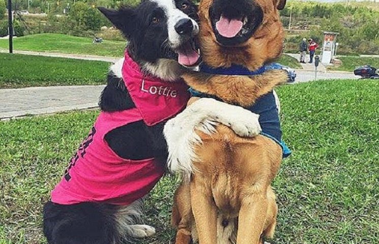 Как две собаки не могут прекратить обним…