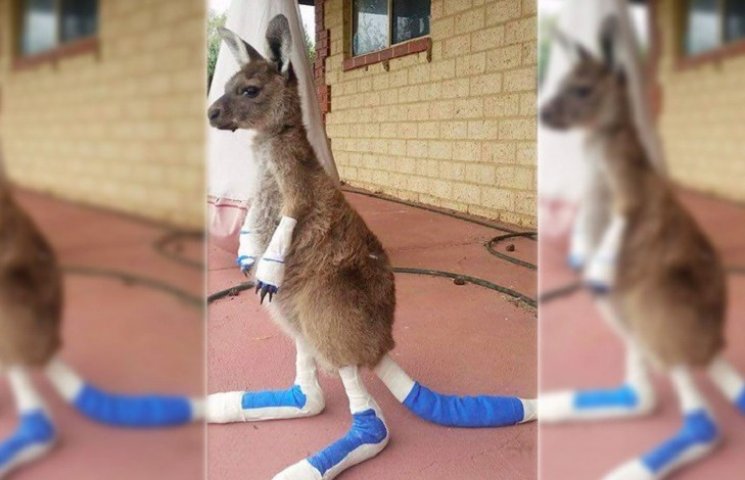 Як в Австралії лікують миле кенгурятко п…