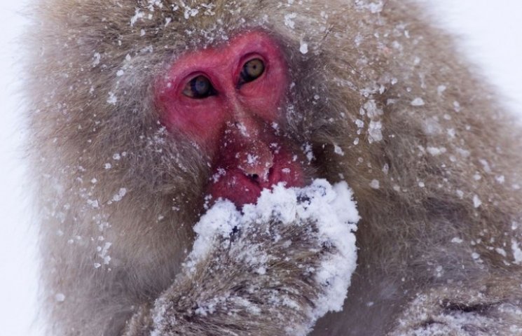 Як тварини радіють снігу…