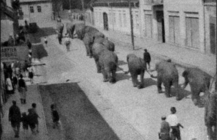 Про що думали слони, йдучи вулицями зака…