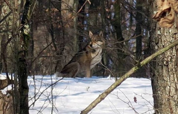 Біля Ужгорода сфотографували вовка…