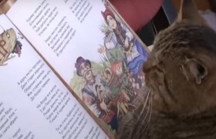 На Хмельниччині кіт "працює" у бібліотец…