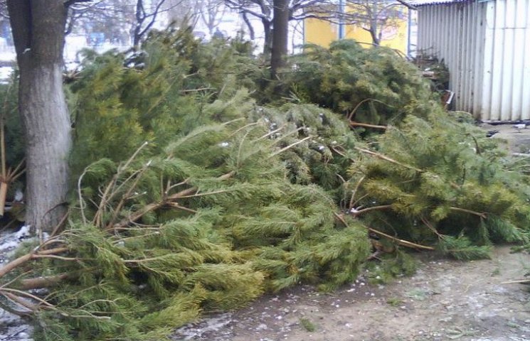 Куда в Днипре выбрасывать новогодние елк…