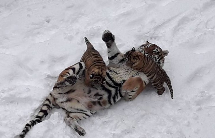 Как в Николаеве тигры воспитывают малыше…