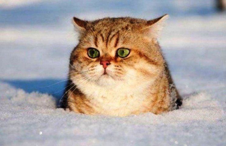 Як незворушні коти переносять люті мороз…