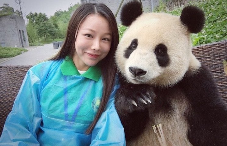 Як китайська панда обожнює робити селфі…
