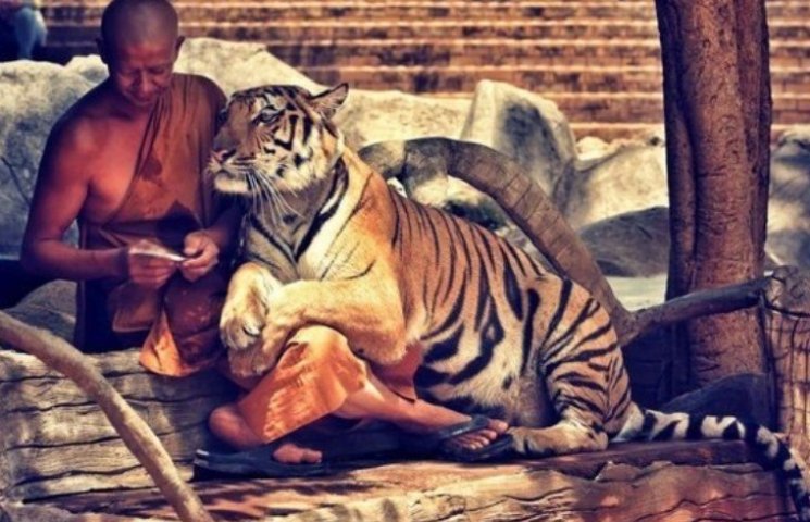 В Таиланде знают, как приручить тигров…