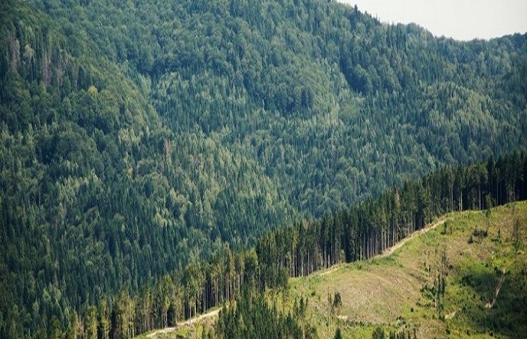 Українських лісів відновлюють більше, ні…