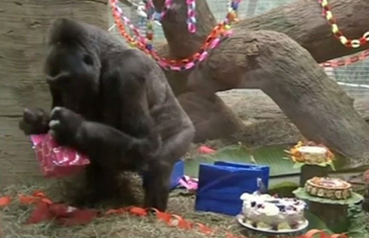 В Америке умерла старейшая в мире горилл…