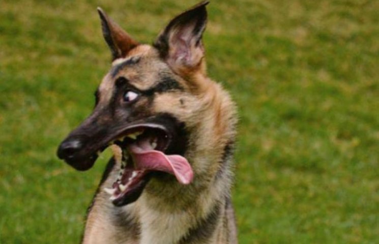 15 фотографій собак, які здатні розсміши…