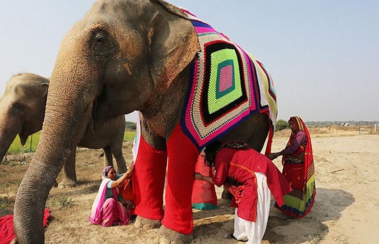 Как в Индии слонам волонтеры вяжут свите…