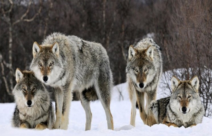Волинь тероризують польські вовки…