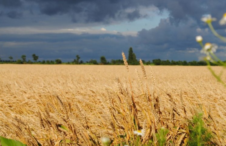 Украине нужен крупный аграрный компромис…