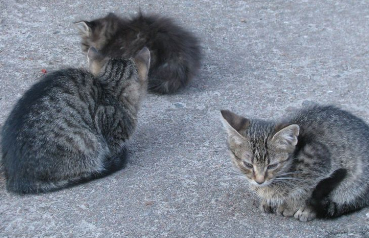 У Полтаві живодери масово труять котів…