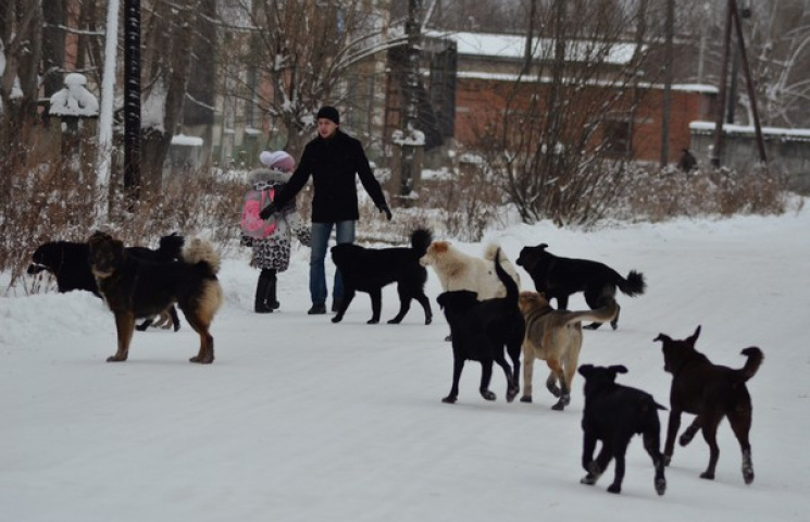 На Харківщині зграя собак напала на дити…
