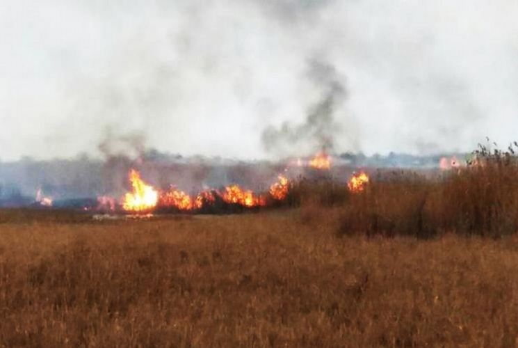 На Одещині браконьєри підпалили очерет в…