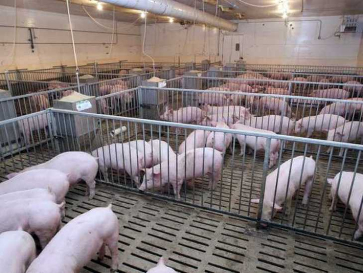 На Вінниччині шукають нелегальних свиней…