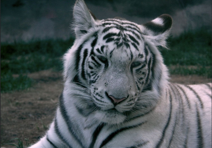 В Італії тигр втік з цирку і дві години…