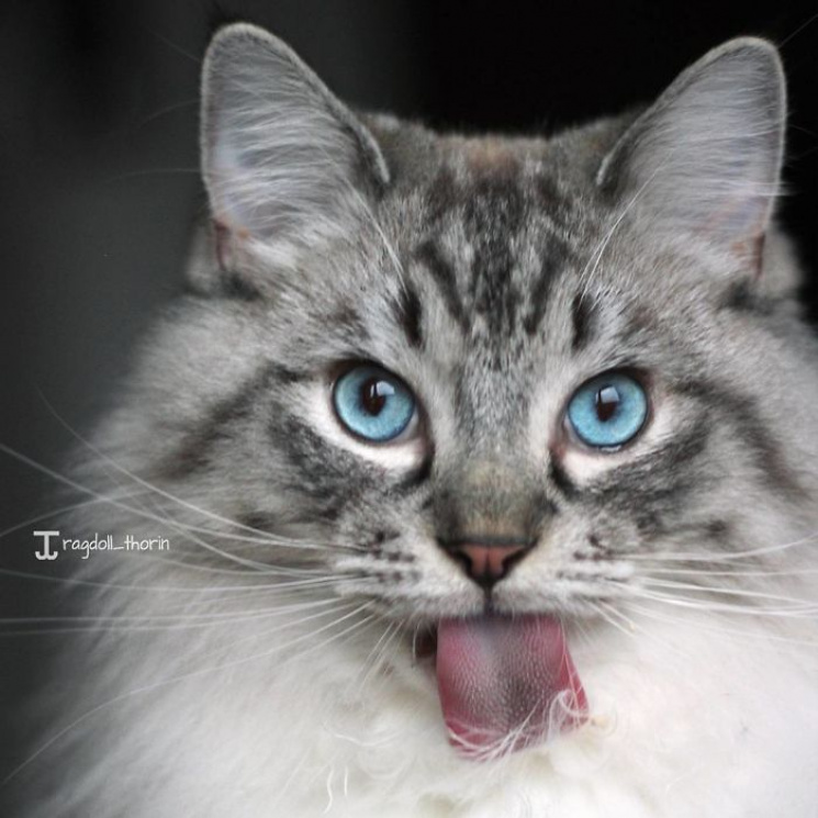 Как выглядит самый языкатый кот с неверо…