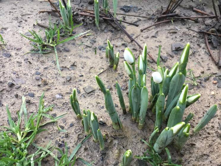 І без снігу: На Закарпатті по-весняному квітнуть підсніжники (ФОТО)
