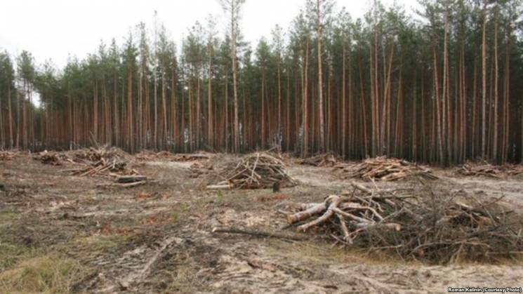 Лісові жахіття: На околиці столиці повал…