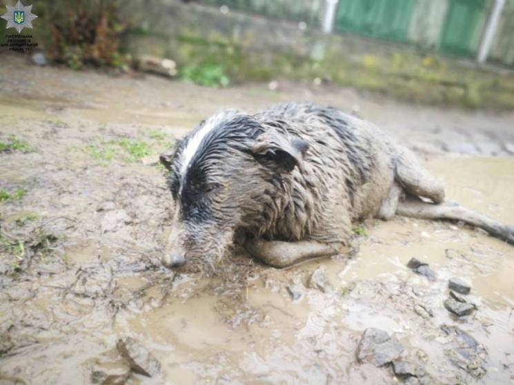 Вагітна собака, яку рятували ужгородські…