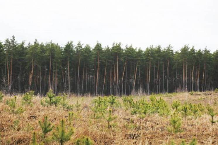 Лесоводы Украины "засадили" 45 тысяч фут…