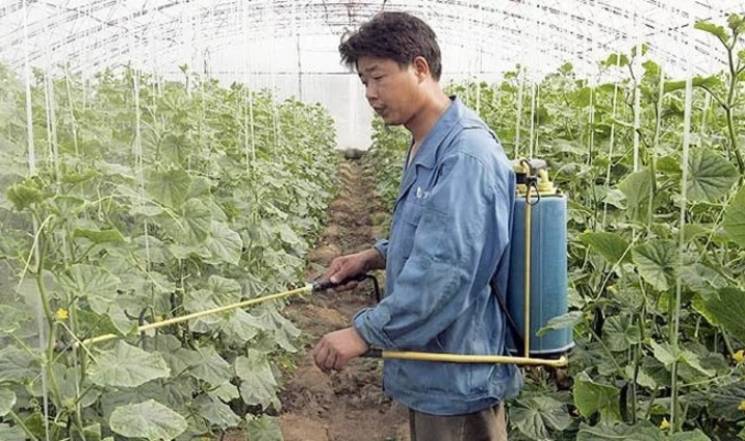 Китайці хочуть вирощувати овочі у теплиц…