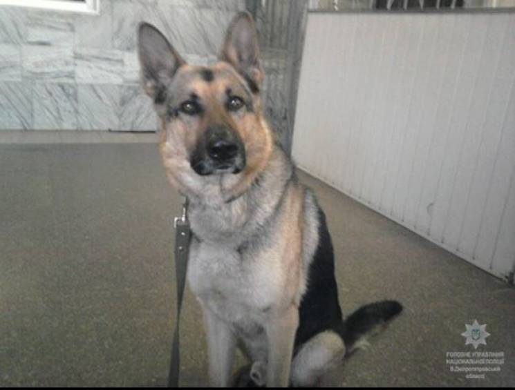 Поліцейський пес на Дніпропетровщині доп…