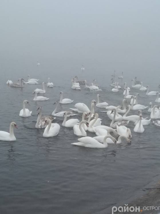 Лебеді вкотре зимують поблизу Хмельницьк…