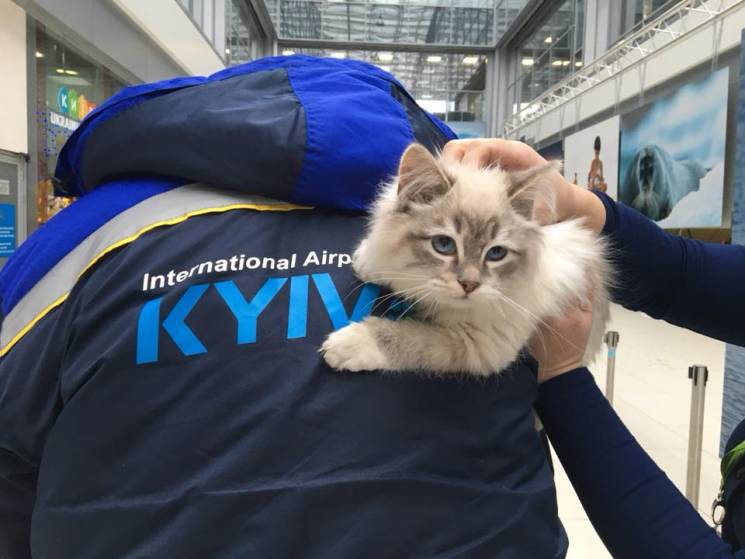 В аэропорту "Киев" женщина оставила дома…