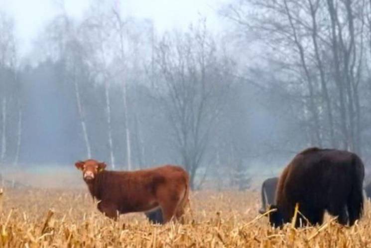 Втекла від смерті: В Польщі корова знайш…