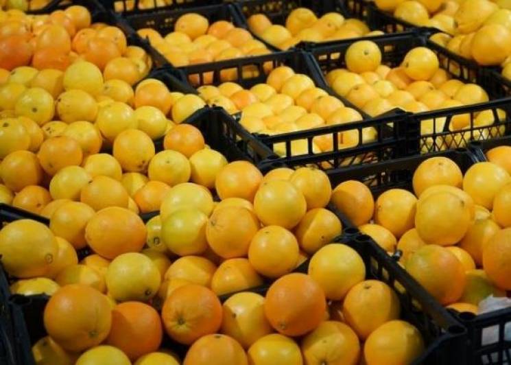 В Новороссийске обнаружили 13 тонн апель…