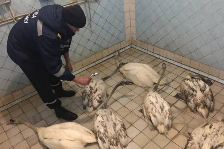 П'ятеро із семи, врятованих у Кам'янці, лебедів загинули